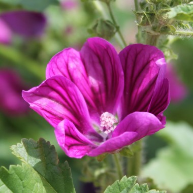 Mauretanische Malve (Samen)