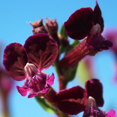 Mausohr-Köcherblümchen Purple Passion (Samen)