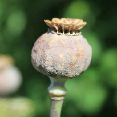 Mazedonischer Braunmohn (Samen)