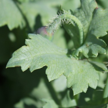 Mazedonischer Braunmohn (Samen)