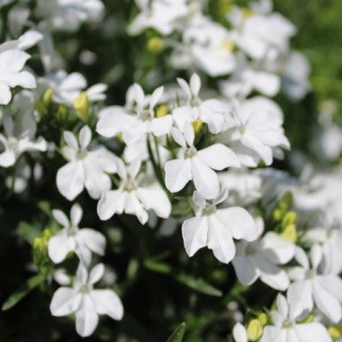 Männertreu White Lady (Samen)