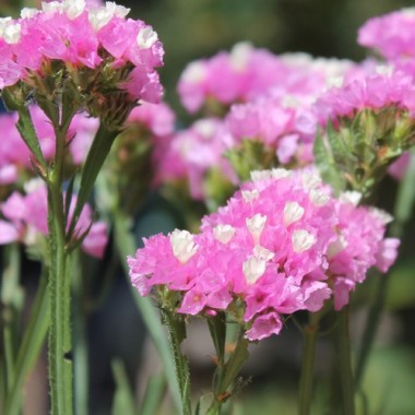Meerlavendel - Statice Rose (Samen)