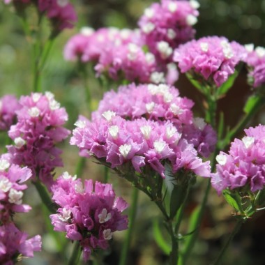 Meerlavendel - Statice Rose (Samen)