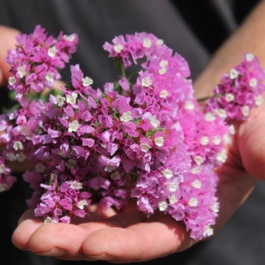 Meerlavendel - Statice Rose (Samen)