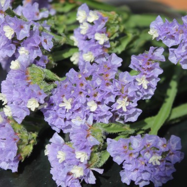 Meerlavendel - Statice Sky blue (Samen)