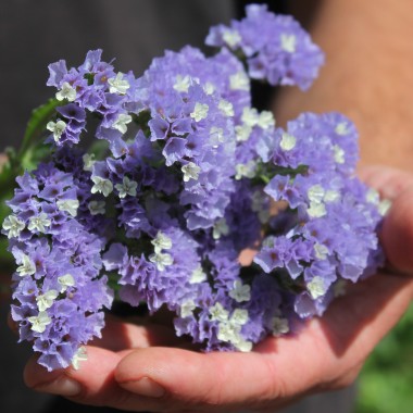 Meerlavendel - Statice Sky blue (Samen)