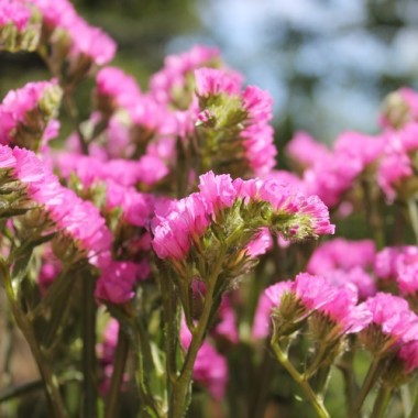 Meerlavendel - Statice Carmin Rose (Samen)