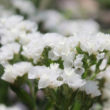 Meerlavendel - Statice White (Samen)