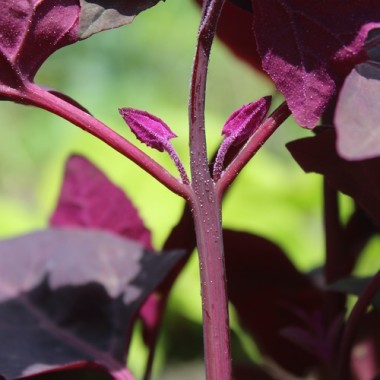 Preview: - Kopie - Kopie - Kopie