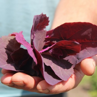 Melde violett (Samen)