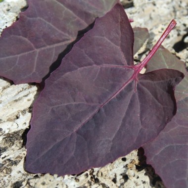 Preview: - Kopie - Kopie - Kopie