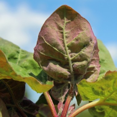 Melde zweifarbig (Samen)