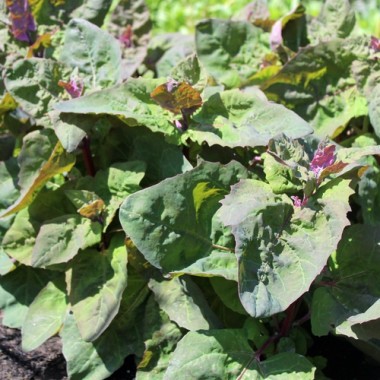 Melde zweifarbig (Samen)