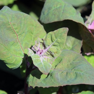 Melde zweifarbig (Samen)