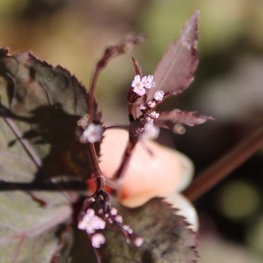 Mitsuba bronze (Samen)