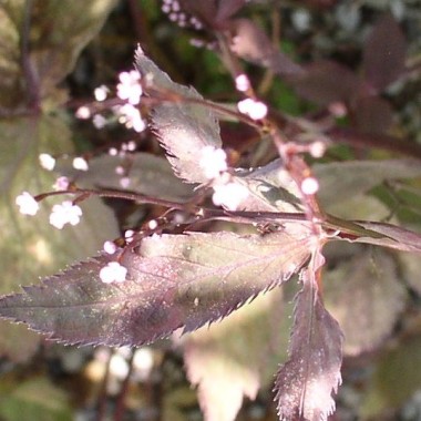 Mitsuba bronze (Samen)