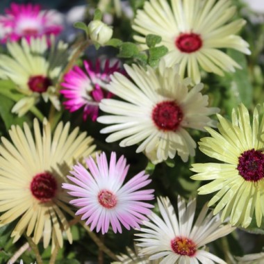 Mittagsblume Mix (Samen)