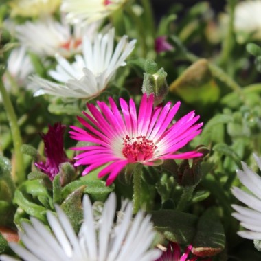 Mittagsblume Mix (Samen)