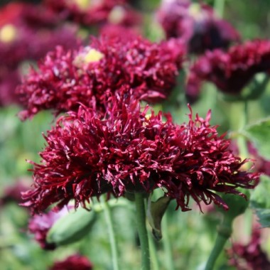 Mohn Black Swan (Samen)