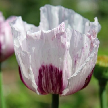 Mohn Blue Moon (Samen)