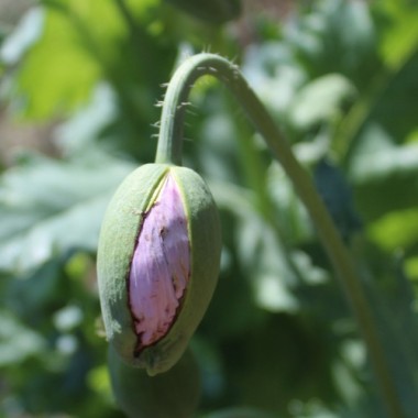 Mohn Blue Moon (Samen)