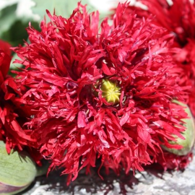 Mohn Crimson Feathers (Samen)