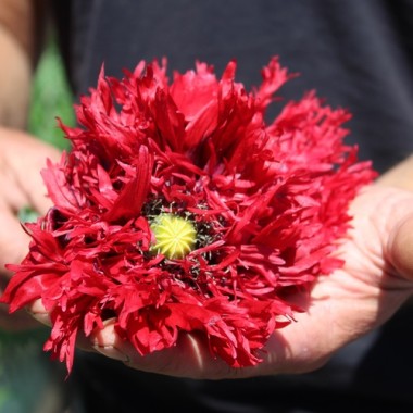 Mohn Crimson Feathers (Samen)