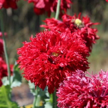 Mohn Crimson Feathers (Samen)