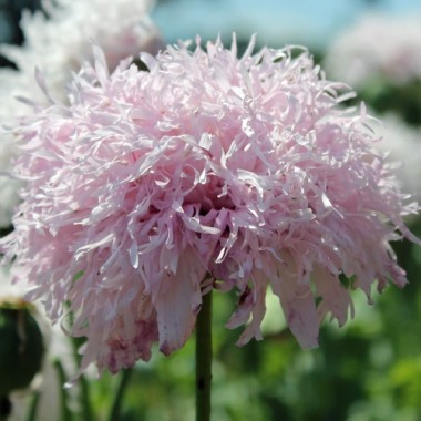 Mohn Lilac Pompom (Samen)