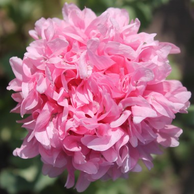 Mohn Pale Rose Paeony (Samen)