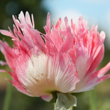 Mohn Pink Bicolour (Samen)