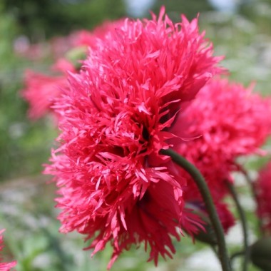 Mohn Rose Feathers (Samen)