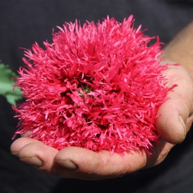 Mohn Rose Feathers (Samen)
