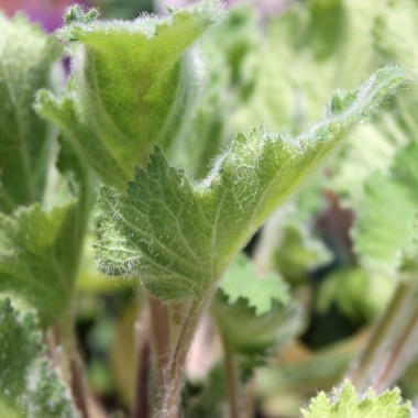 Mohnbrötchenblume (Samen)