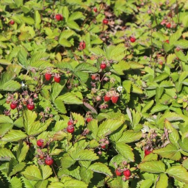 Monatserdbeere Attila (Samen)