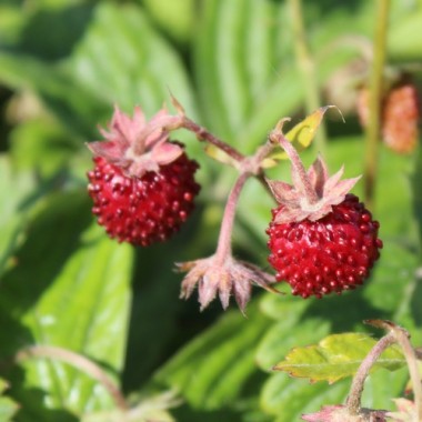 Monatserdbeere Attila (Samen)