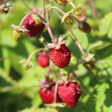 Monatserdbeere Attila (Samen)