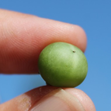 Morelle Verte (Samen)