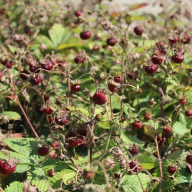 Moschuserdbeere (Samen)