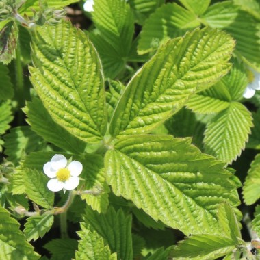 Preview: - Kopie - Kopie - Kopie - Kopie