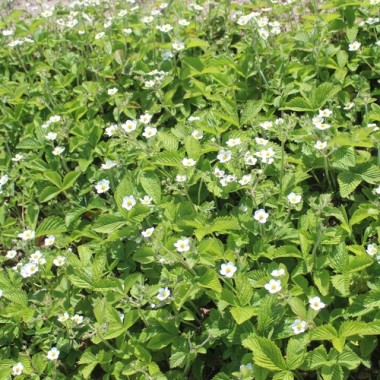 Preview: - Kopie - Kopie - Kopie - Kopie