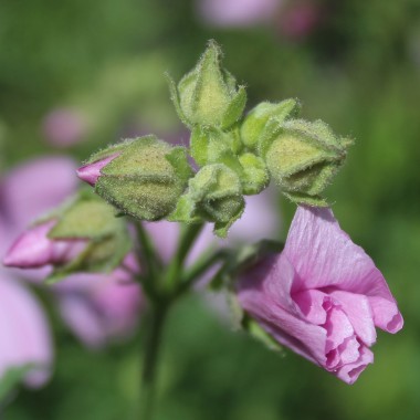 Moschusmalve (Samen)