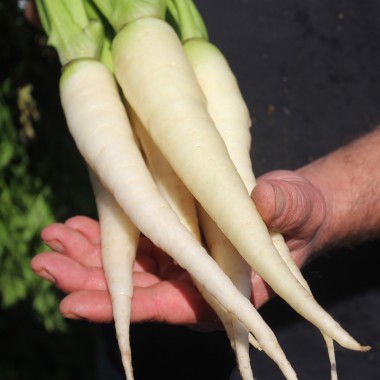 Möhre Lunar White (Samen)