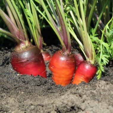 Möhre Rouge Sang (Samen)