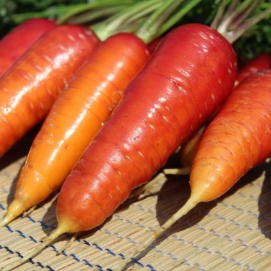 Möhre Rouge Sang (Samen)