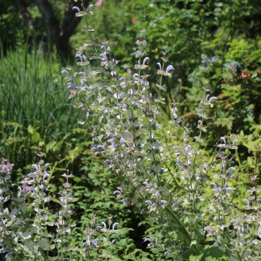 Muskatellersalbei rosa (Samen)