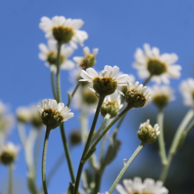 Mutterkraut (Samen)