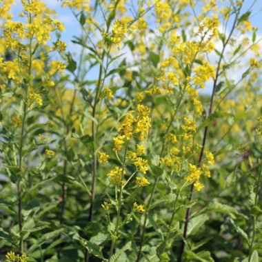 Nachtviole gelb (Samen)