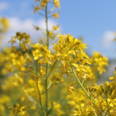 Nachtviole gelb (Samen)