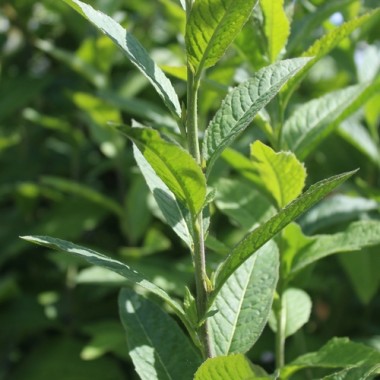 Preview: Nachtviole gelb (Samen)